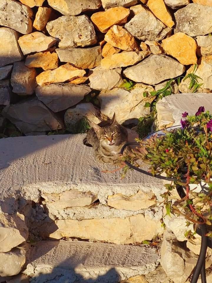 Moja Posebna Kuca Na Osami Kraj Mora Villa Vis Camera foto